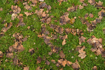 dry leaves on the grass