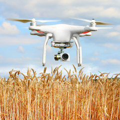 Drone over field.  Farmer use drone for inspect of crop on wheat fields. Modern technology in agriculture.