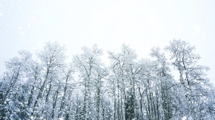 winter trees on snow with snow effect and blue filter background