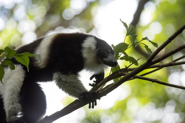 very rare White-belted Ruffed lemur - Gürtelvari, Varecia variegata subcincta, feeding on trees, National Park Nosi Mangabe, Madagaskar