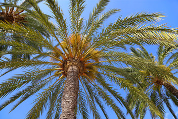 Branches of beautiful palm trees