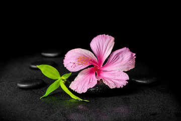 spa background of pink hibiscus flower and twig bamboo on zen ba