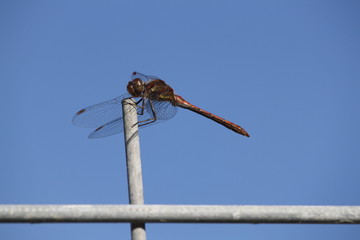 libellule