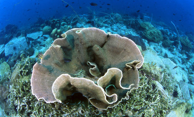 Perfect lettuce hard coral on coral reefs in good visibility at Koh Sak, Pattaya, Rayong, Gulf of Thailand