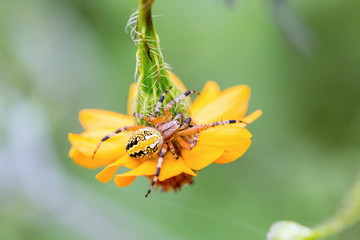 The marbled orb-weaver, is a species of spider belonging to the family Araneidae. It has a wide distribution it is found throughout all of Canada to Mexico. It is one of the most colorful spiders.
