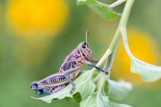 Bright green grasshoppers are found in the grasslands of Mexico.