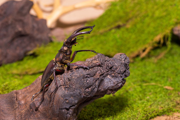 Stag beetle (Lucanus fairmairel)