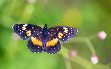 Bordered Patch butterfly in central Mexico. Orange and brown butterfly of Mexico. Butterflys of the world.
