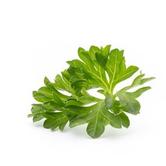 Parsley herb isolated on white background.