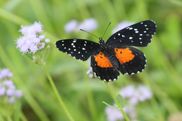 Fototapeta na wymiar Crimson Patch Butterfly - Chlosyne janais