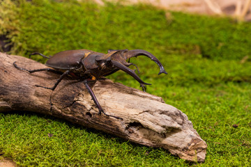 Stag beetle (Lucanus fairmairel)