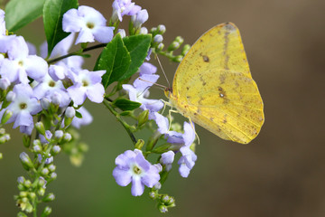 Large Orange Sulfur - Phoebis agarithe