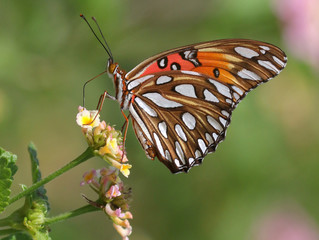 Gulf Fritillary Butterfly - Agraulis vanillae