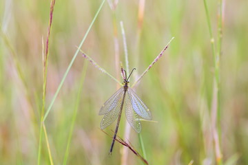 Grey lacewing in Mexico. Green lace wing in mexico. Delicate paterned wings. They feed on pollen, nectar and honeydew supplemented with mites, aphids and other small arthropods
