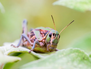 Bright green grasshoppers are found in the grasslands of Mexico.