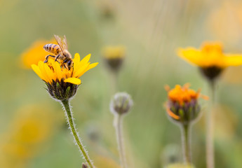Wild flowers of Mexico. Wild sunflowers and daisies. Pink and yellow blurred flowers in the Mexican countryside. Sunflowers growing wild. Bee and wild sunflower.
