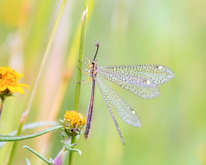 Grey lacewing in Mexico. Green lace wing in mexico. Delicate paterned wings. They feed on pollen, nectar and honeydew supplemented with mites, aphids and other small arthropods