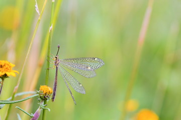 Grey lacewing in Mexico. Green lace wing in mexico. Delicate paterned wings. They feed on pollen, nectar and honeydew supplemented with mites, aphids and other small arthropods