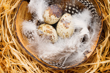 Quail eggs in the nest, a symbol of spring.