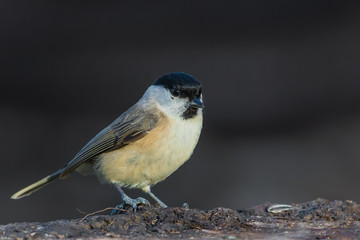 Marsh Tit