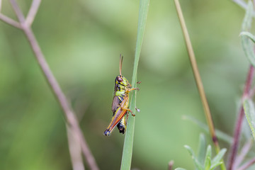 Bright green grasshoppers are found in the grasslands of Mexico.