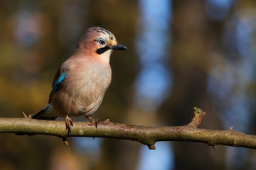 Eurasian Jay on a tree branch in Autumn