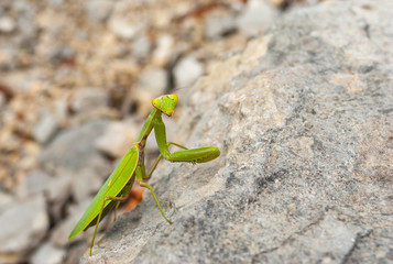 European mantis sitting on a stone in Crimean mountains near Black Sea shore