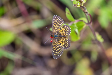 Elada Checkerspot butterfly Mexico. Mexican orange and brown butterfly.