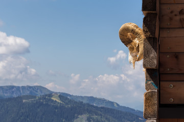 Old Goat Skull on the wooden wall and natural wood roof background