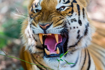 Tiger growling in a national park in India. These national treasures are now being protected, but due to urban growth they will never be able to roam India as they used to. 