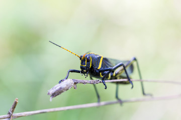 The western horse lubber grasshopper is a relatively large grasshopper species of the grasshopper  family found in the arid lower Sonoran life zone of the southwestern United States and  Mexico.