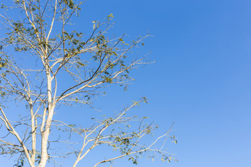 tree on blue sky