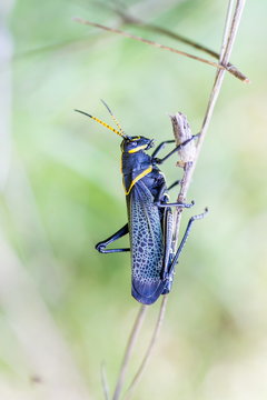 The western horse lubber grasshopper is a relatively large grasshopper species of the grasshopper  family found in the arid lower Sonoran life zone of the southwestern United States and  Mexico.
