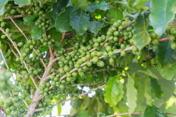 Green coffee beans