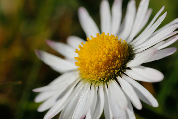 Fototapeta premium Weißrock