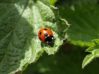 Obraz premium Ladybird Macro
