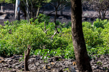 The white-tailed deer , also known as the whitetail, is a medium-sized deer native to the United States, Canada, Mexico, Central America, and South America as far south as Peru. Deer hiding in brush.