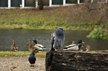 Pigeon among the ducks