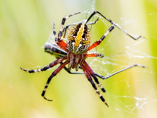 Banded garden spider. Yellow and black garden spider Mexico. Garden spider with wrapped prey. Marbled orb weaver spider.