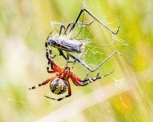 Banded garden spider. Yellow and black garden spider Mexico. Garden spider with wrapped prey. Marbled orb weaver spider.