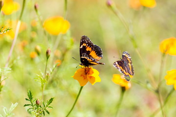 The bordered patch is a North and South American butterfly in the family Nymphalidae. It is sometimes also called the sunflower patch. Here two are going through a mating ritual.