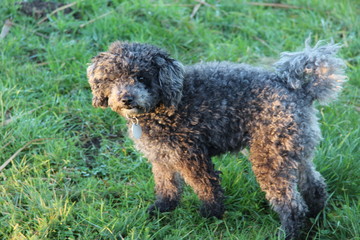 dog, poodle, animals, grey, 