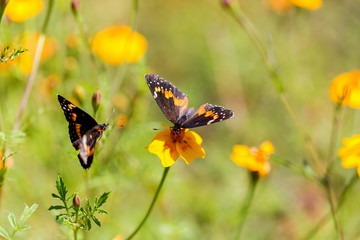 The bordered patch is a North and South American butterfly in the family Nymphalidae. It is sometimes also called the sunflower patch. Here two are going through a mating ritual.