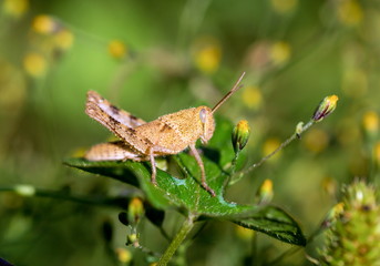 Bright green grasshoppers are found in the grasslands of Mexico.