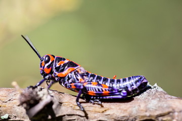 The bicolor grasshopper, also known as the rainbow grasshopper, painted grasshopper, or the barber pole grasshopper, is a species of grasshopper. It is native to North America and northern Mexico.