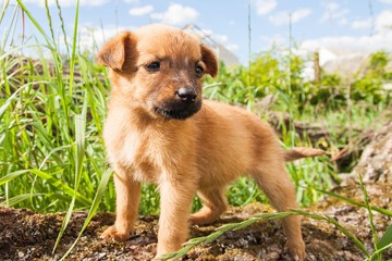 cute golden puppy outdoors on a sunny day.