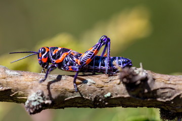 The bicolor grasshopper, also known as the rainbow grasshopper, painted grasshopper, or the barber pole grasshopper, is a species of grasshopper. It is native to North America and northern Mexico.