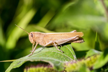 Bright green grasshoppers are found in the grasslands of Mexico.