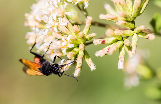 The Great Golden Digger Wasp is a benign, gentle wasp currently being studied by scientists for its behavioral responses.  It lays its eggs on other insects buried in tunnels in the ground.