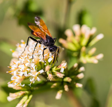 The Great Golden Digger Wasp is a benign, gentle wasp currently being studied by scientists for its behavioral responses.  It lays its eggs on other insects buried in tunnels in the ground.